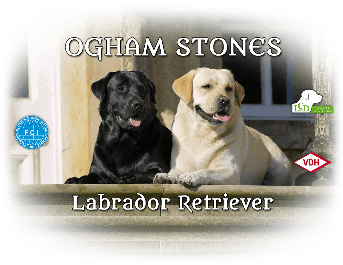 Ogham Stones Labrador Retriever Zucht