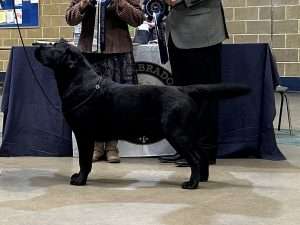 Bath Championship Show, judge A. Allen